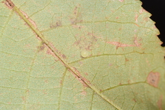 Heterocampinae