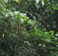 Anorrhinus galeritus