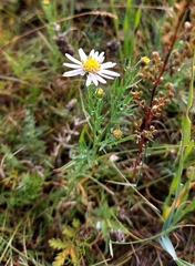 Aster biennis