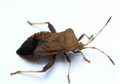 Euthochtha galeator