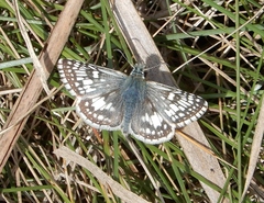 Burnsius communis