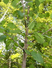 Pemphigus obesinymphae