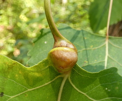 Pemphigus obesinymphae