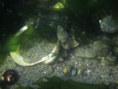 Myoxocephalus aenaeus