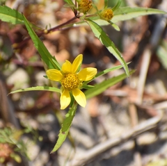 Bidens cernua