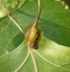 Pemphigus obesinymphae