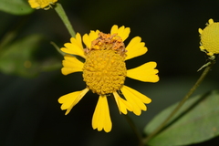 Synchlora