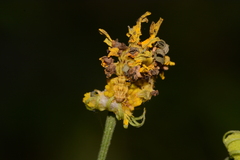 Synchlora