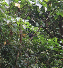 Anorrhinus galeritus