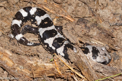Ambystoma opacum