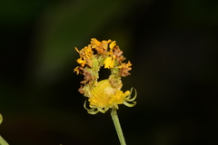 Synchlora