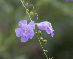 Agalinis fasciculata