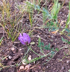 Astragalus laxmannii