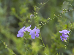 Agalinis fasciculata