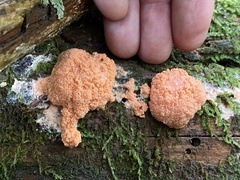 Tubifera