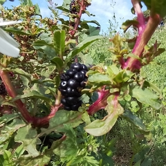 Phytolacca octandra