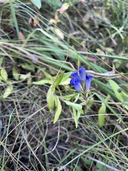 Gentiana affinis