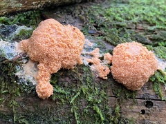Tubifera