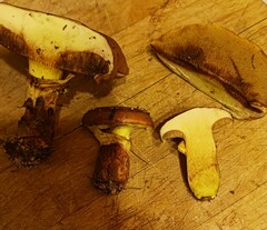 Suillus clintonianus