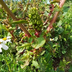 Phytolacca octandra