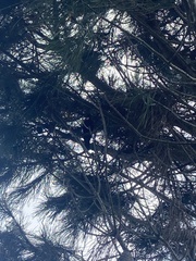 Prosthemadera novaeseelandiae
