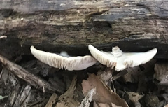 Crepidotus
