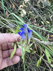 Gentiana affinis