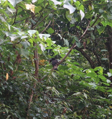 Anorrhinus galeritus