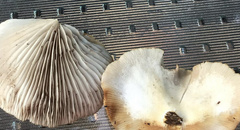Crepidotus