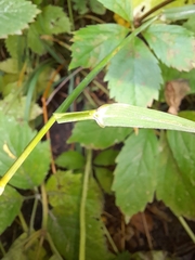 Elymus canadensis