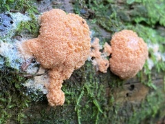 Tubifera