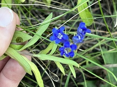 Gentiana affinis