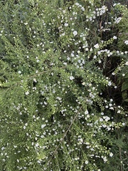 Symphyotrichum