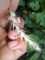 Elymus canadensis