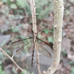 Acheron longus