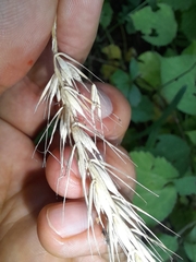 Elymus canadensis