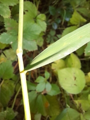 Elymus canadensis
