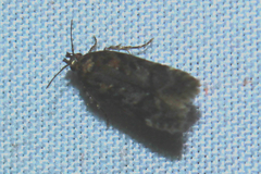 Gelechiinae