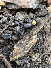 Armadillidium vulgare