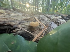 Simocybe