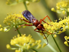 Tachypompilus unicolor