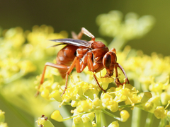 Tachypompilus unicolor