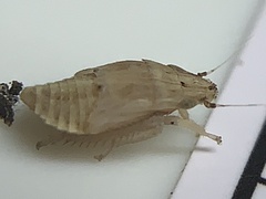 Negosiana dualis