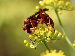 Tachypompilus unicolor