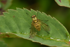 Chrysopilus