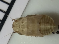 Negosiana dualis