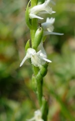 Spiranthes vernalis