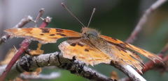 Polygonia satyrus
