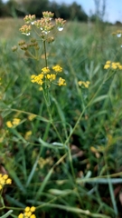 Bupleurum bicaule