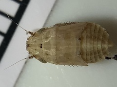 Negosiana dualis